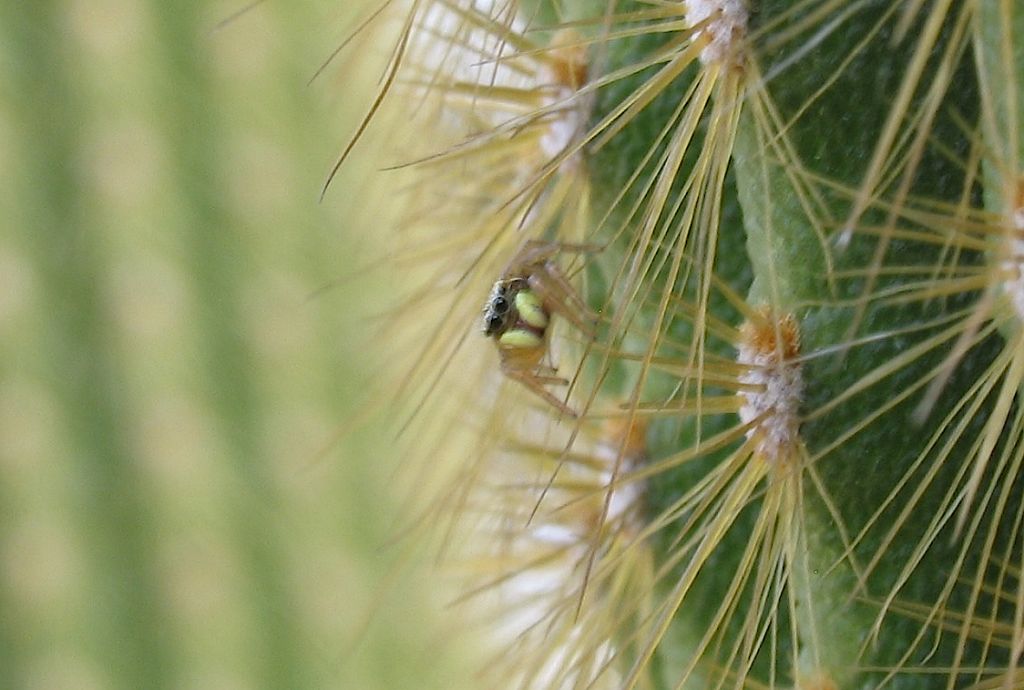 Heliphanus tribulosus - Roma (RM)